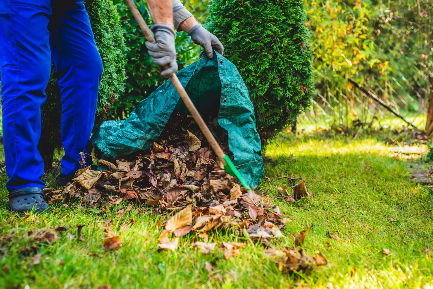Saisonales Laubharken im Garten. Konzept der Reinigung und Pflege des Gartens.